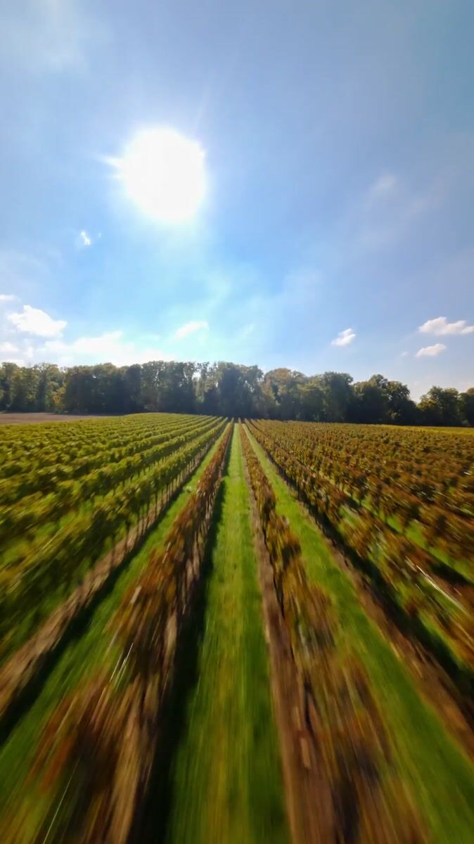 Weinberge im Oktoberlicht, aus der Luft